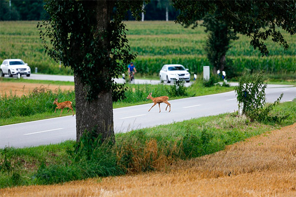 ¿El seguro de coche cubre el atropello de un animal?