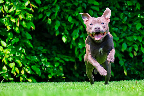 ¿Cuáles son los perros potencialmente peligrosos?